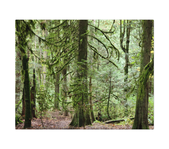Forest for the Trees