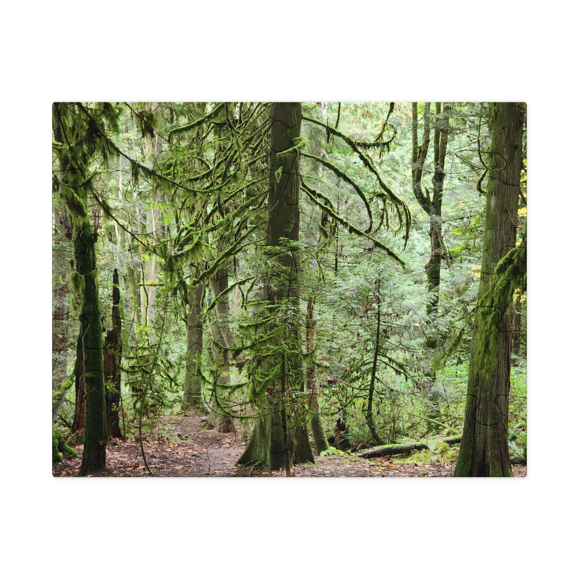 Forest for the Trees - Image 4