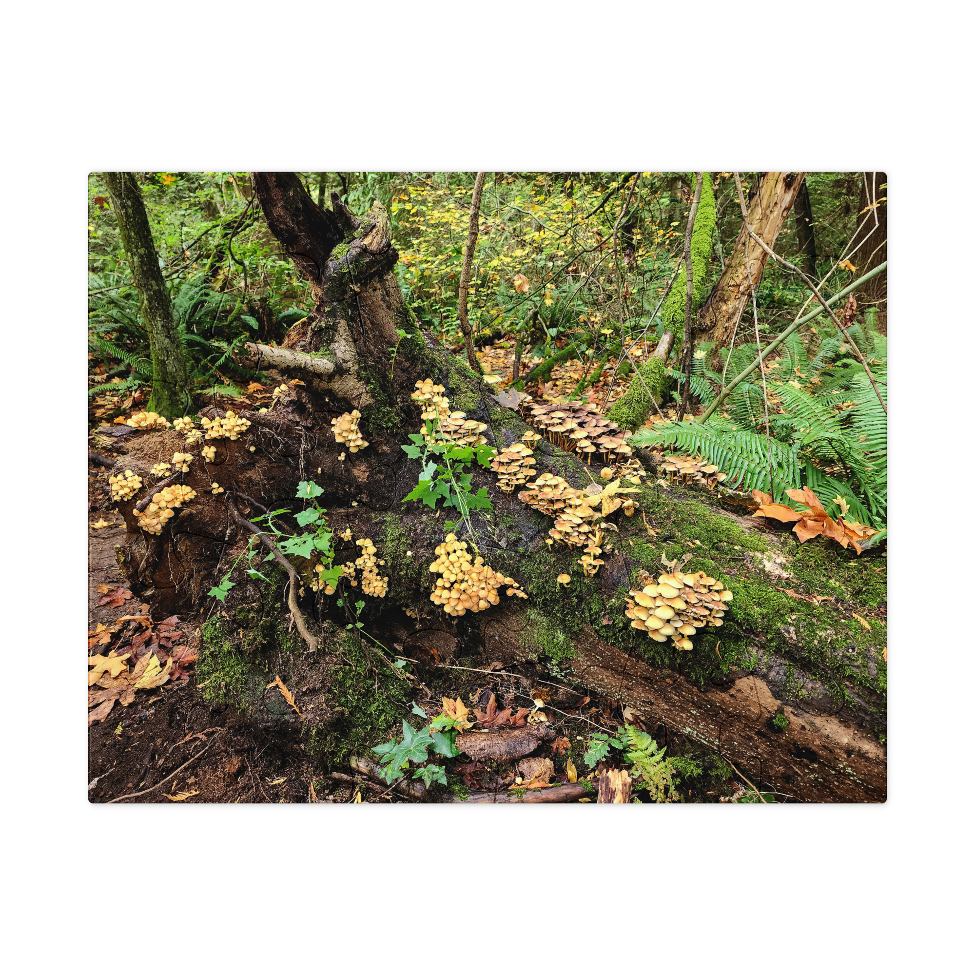 Mushroom City - Image 4