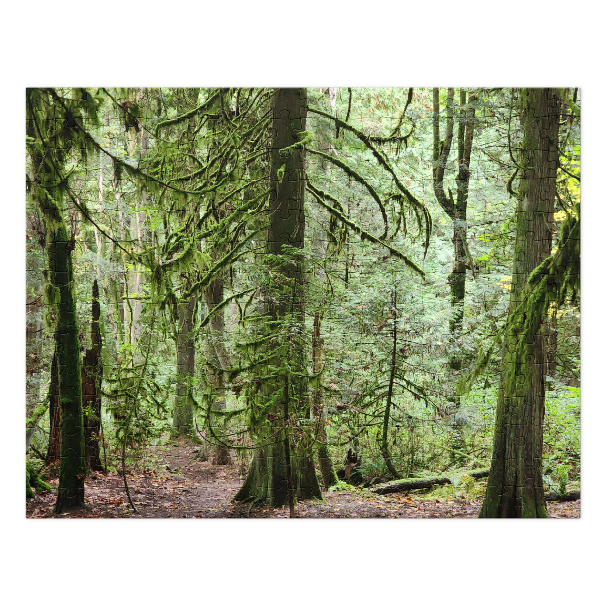 Forest for the Trees - Image 3