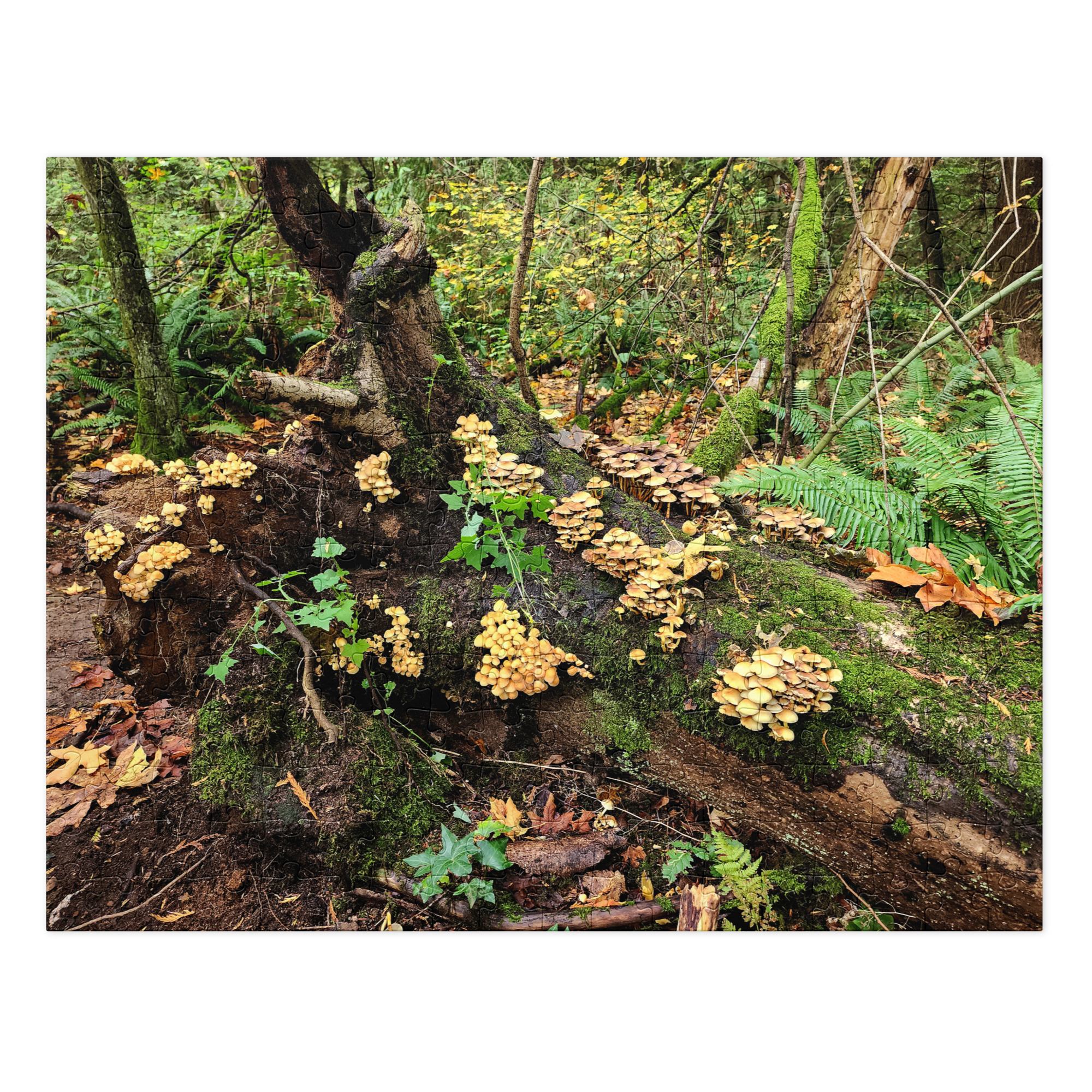 Mushroom City - Image 3