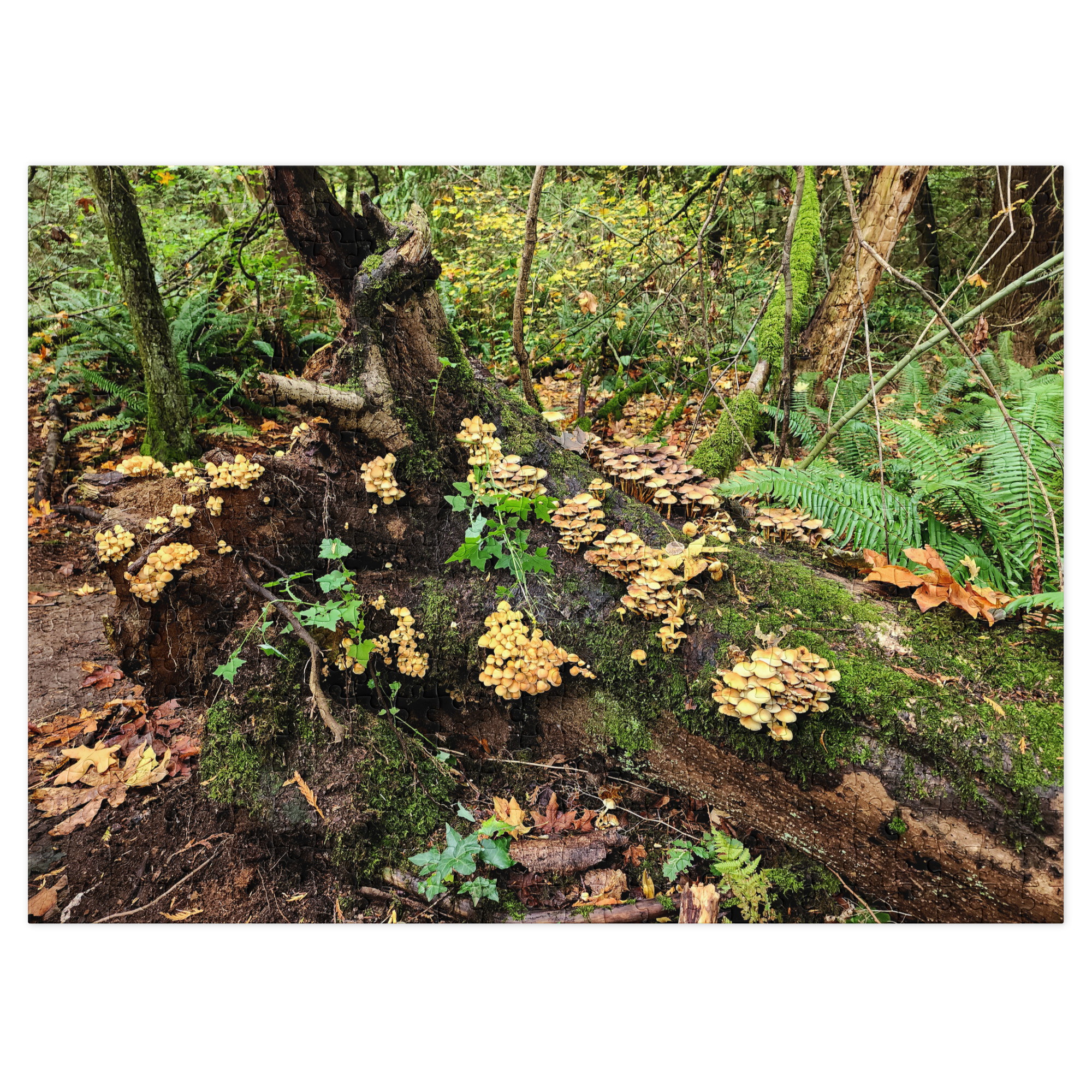 Mushroom City - Image 5