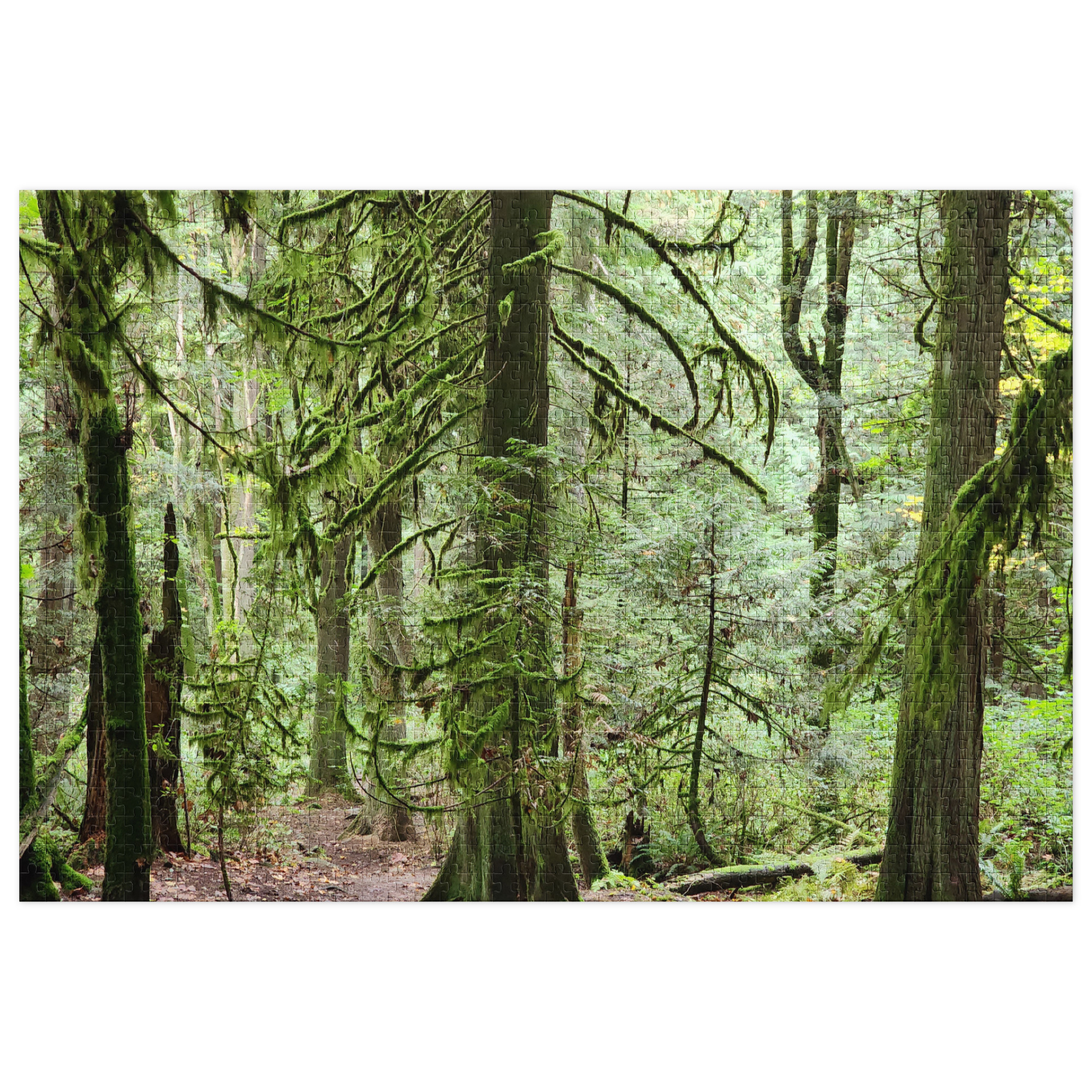 Forest for the Trees - Image 2