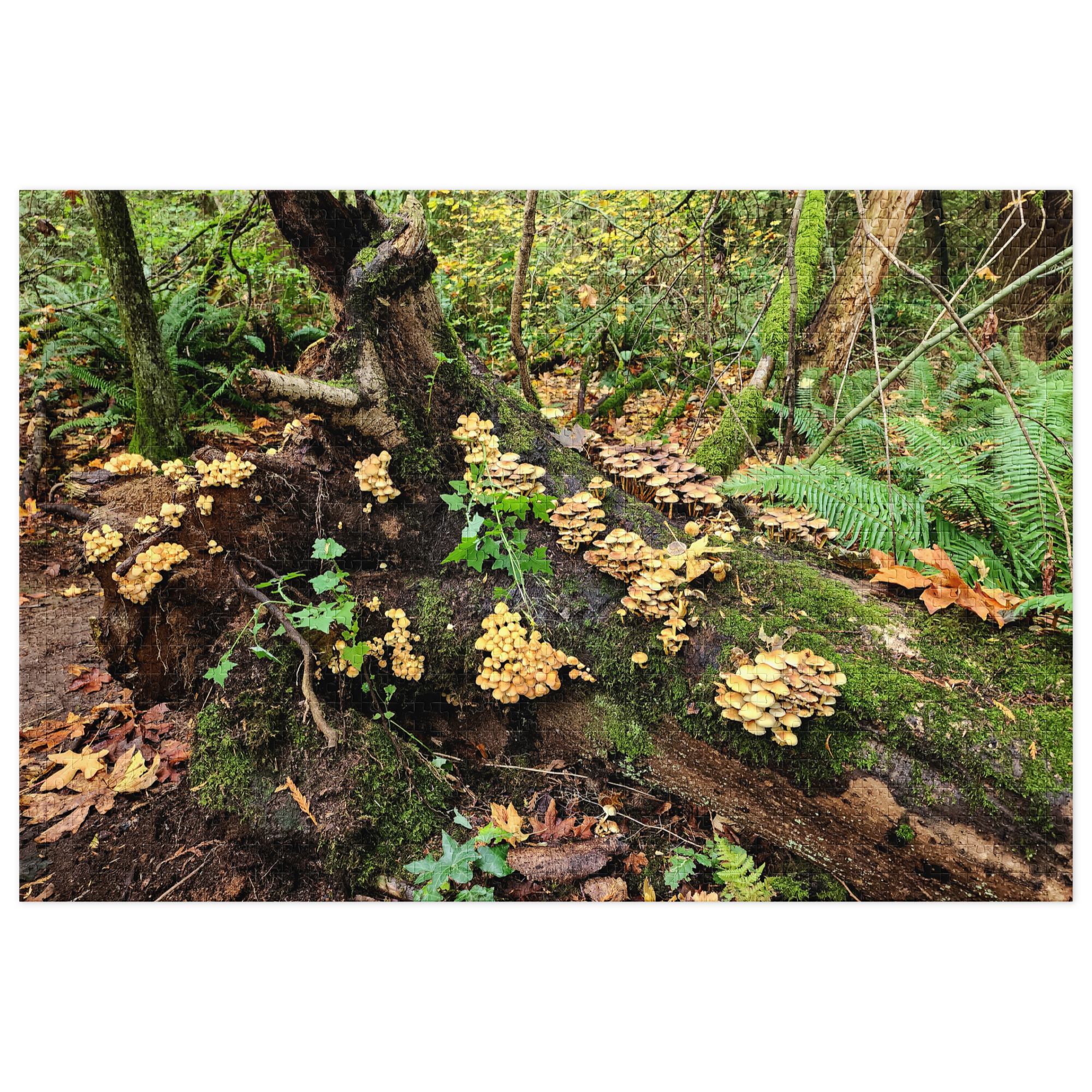 Mushroom City - Image 2