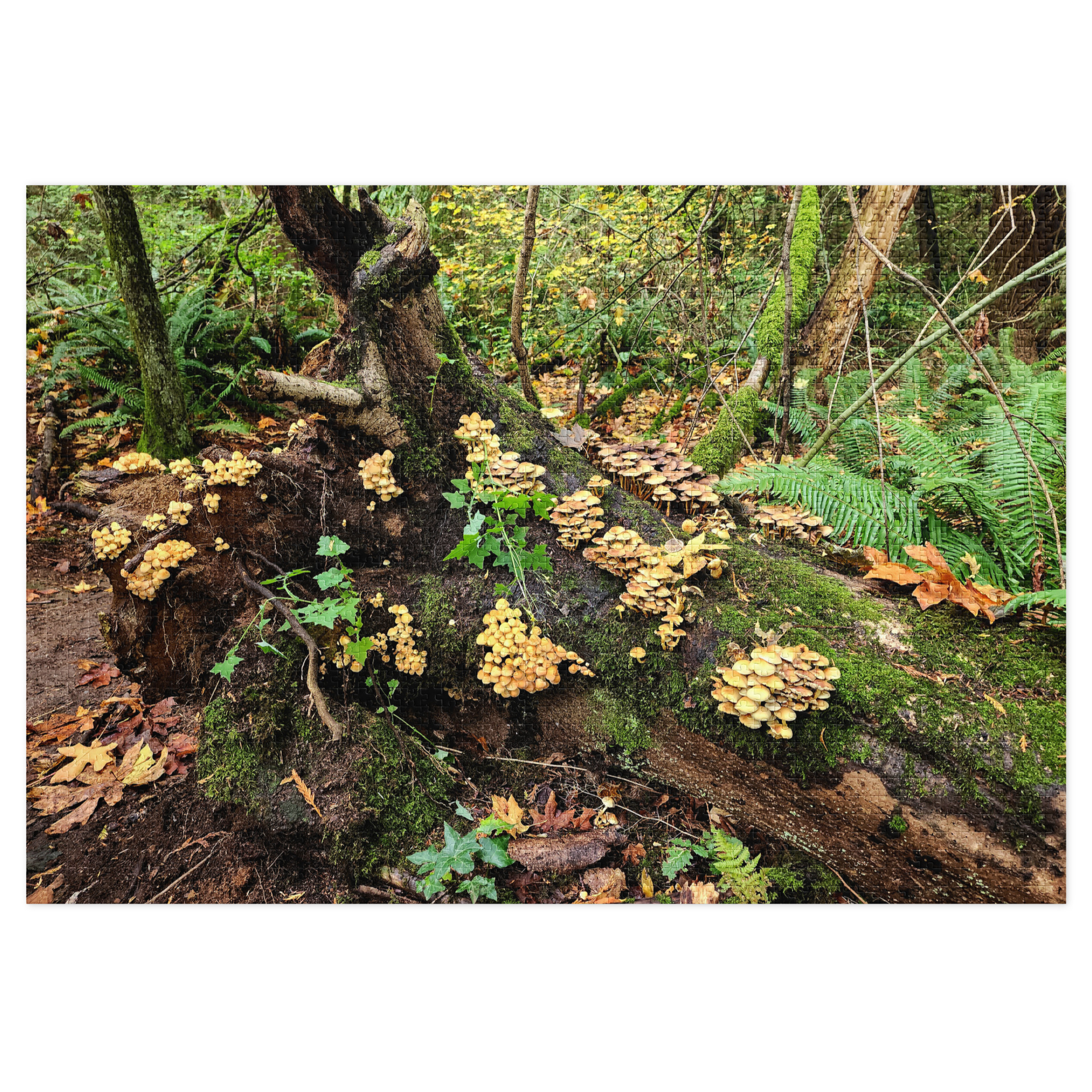 Mushroom City - Image 6